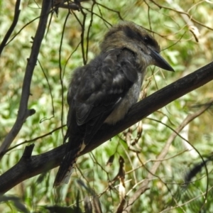 Dacelo novaeguineae at Paddys River, ACT - 25 Feb 2019