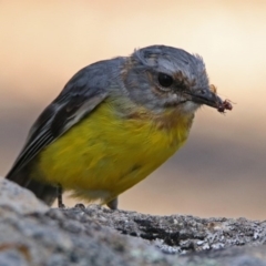 Eopsaltria australis (Eastern Yellow Robin) at Paddys River, ACT - 25 Feb 2019 by RodDeb
