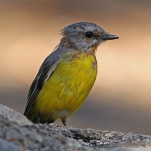 Eopsaltria australis at Paddys River, ACT - 25 Feb 2019