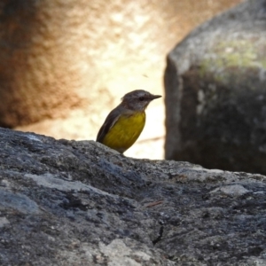 Eopsaltria australis at Paddys River, ACT - 25 Feb 2019