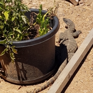 Varanus rosenbergi at Sutton, NSW - 24 Dec 2018