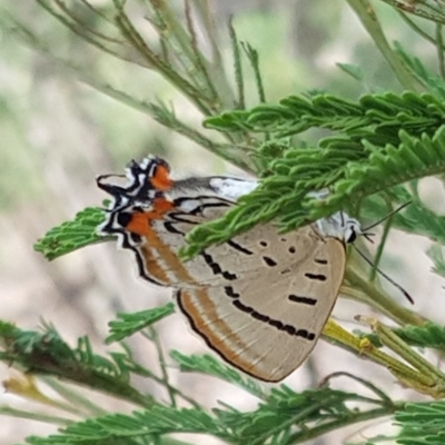 Jalmenus evagoras (Imperial Hairstreak) at Sutton, NSW - 26 Feb 2019 by Talie