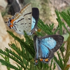 Jalmenus evagoras at Sutton, NSW - 26 Feb 2019 04:55 PM