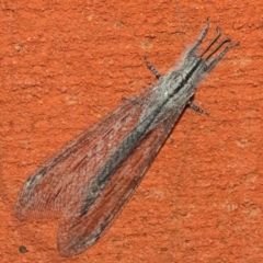 Heoclisis fundata (Antlion lacewing) at Hackett, ACT - 26 Feb 2019 by TimL