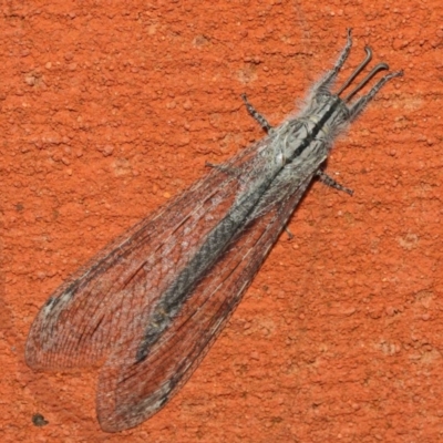 Heoclisis fundata (Antlion lacewing) at Hackett, ACT - 26 Feb 2019 by TimL