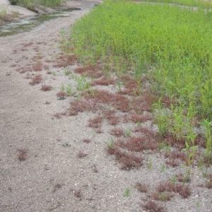 Myriophyllum verrucosum at Tharwa, ACT - 3 Feb 2019 06:06 PM