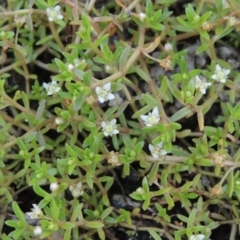 Crassula helmsii (Swamp Stonecrop) at Gigerline Nature Reserve - 3 Feb 2019 by michaelb