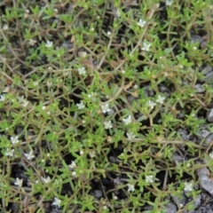 Crassula helmsii at Tharwa, ACT - 3 Feb 2019 06:07 PM