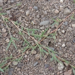 Paspalum distichum (Water Couch) at Tharwa, ACT - 3 Feb 2019 by michaelb