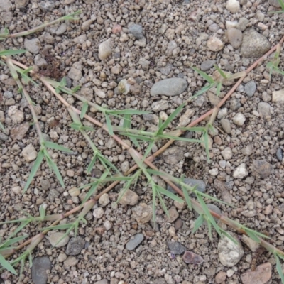 Paspalum distichum (Water Couch) at Tharwa, ACT - 3 Feb 2019 by MichaelBedingfield