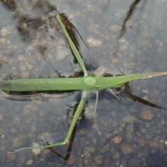 Acrida conica (Giant green slantface) at Tharwa, ACT - 3 Feb 2019 by MichaelBedingfield