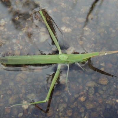 Acrida conica (Giant green slantface) at Gigerline Nature Reserve - 3 Feb 2019 by michaelb