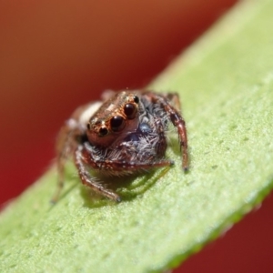 Opisthoncus sp. (genus) at Spence, ACT - 27 Feb 2019 09:26 AM