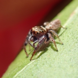 Opisthoncus sp. (genus) at Spence, ACT - 27 Feb 2019 09:26 AM