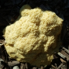 Fuligo septica (Scrambled egg slime) at Isaacs, ACT - 27 Feb 2019 by Mike