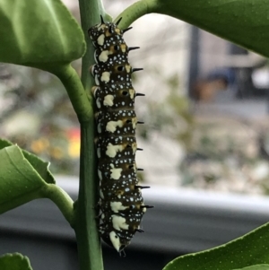 Papilio anactus at Monash, ACT - 27 Feb 2019 07:14 AM