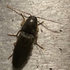 Elateridae (family) (Unidentified click beetle) at Monash, ACT - 4 Feb 2019 by jackQ