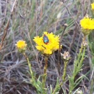 Dicranolaius villosus at Primrose Valley, NSW - 27 Nov 2018 03:00 PM