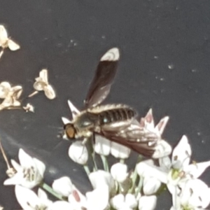 Comptosia sp. (genus) at Isaacs, ACT - 27 Feb 2019 12:24 PM