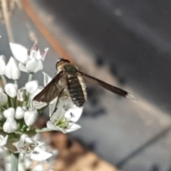 Comptosia sp. (genus) at Isaacs, ACT - 27 Feb 2019