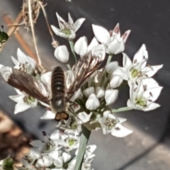 Comptosia sp. (genus) at Isaacs, ACT - 27 Feb 2019 12:24 PM