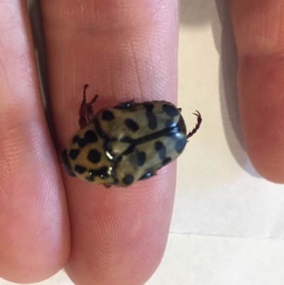 Neorrhina punctata (Spotted flower chafer) at Wolumla, NSW - 14 Feb 2019 by PatriciaDaly