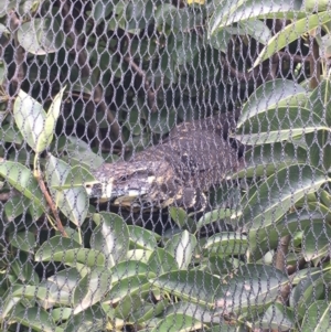 Varanus varius at Wolumla, NSW - suppressed