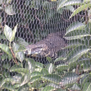 Varanus varius at Wolumla, NSW - 21 Jan 2019