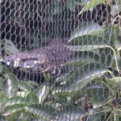 Varanus varius at Wolumla, NSW - 21 Jan 2019