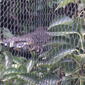 Varanus varius at Wolumla, NSW - 21 Jan 2019