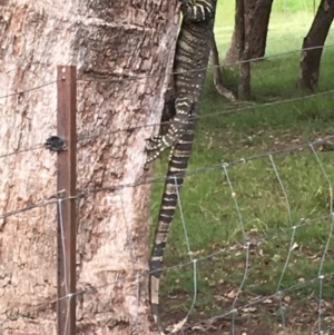 Varanus varius at Wolumla, NSW - 21 Jan 2019
