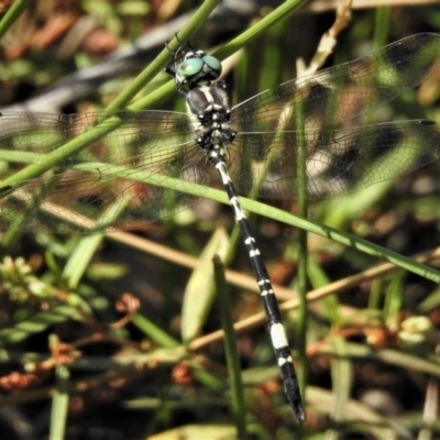 Parasynthemis regina (Royal Tigertail) at Forde, ACT - 27 Feb 2019 by JohnBundock