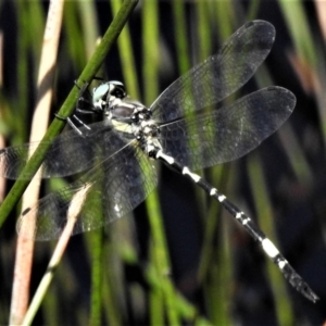 Parasynthemis regina at Forde, ACT - 27 Feb 2019 01:31 PM