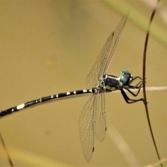 Parasynthemis regina (Royal Tigertail) at Aranda Bushland - 27 Feb 2019 by JohnBundock