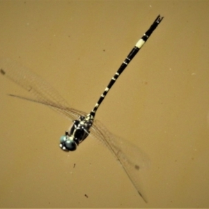 Parasynthemis regina at Molonglo Valley, ACT - 27 Feb 2019 12:49 PM