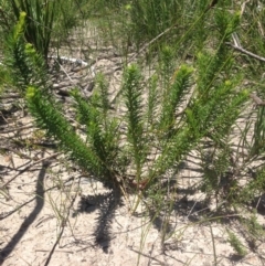 Leionema diosmeum at Booderee National Park - 23 Jan 2019 by MeenaS