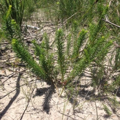 Leionema diosmeum at Booderee National Park - 23 Jan 2019 by MeenaS