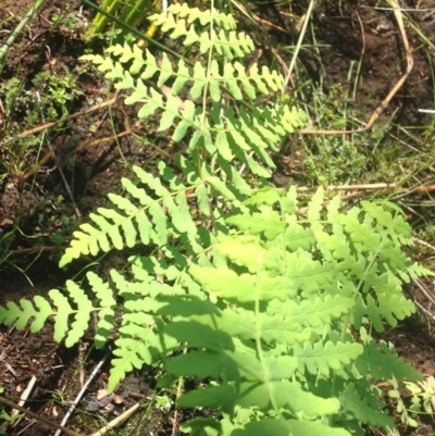 Histiopteris incisa (Bat's-Wing Fern) at Booderee National Park - 22 Jan 2019 by MeenaS