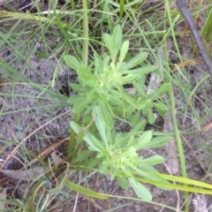 Unidentified at Booderee National Park - 29 Jan 2019 by MeenaS