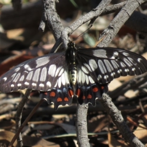 Papilio anactus at Hackett, ACT - 27 Feb 2019 11:28 AM