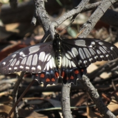 Papilio anactus (Dainty Swallowtail) at Hackett, ACT - 27 Feb 2019 by KumikoCallaway