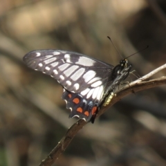 Papilio anactus at Hackett, ACT - 27 Feb 2019