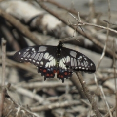 Papilio anactus at Hackett, ACT - 27 Feb 2019 11:28 AM