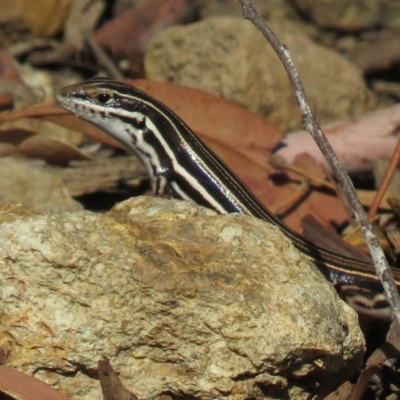 Ctenotus taeniolatus (Copper-tailed Skink) at Mount Majura - 27 Feb 2019 by KumikoCallaway