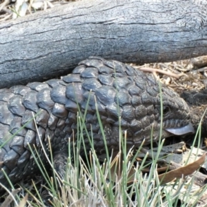 Tiliqua rugosa at Hackett, ACT - 27 Feb 2019 11:47 AM