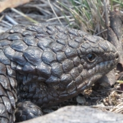 Tiliqua rugosa at Hackett, ACT - 27 Feb 2019 11:47 AM