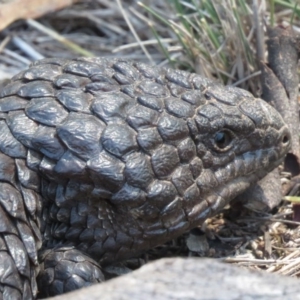 Tiliqua rugosa at Hackett, ACT - 27 Feb 2019