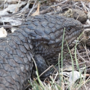 Tiliqua rugosa at Hackett, ACT - 27 Feb 2019