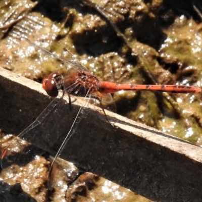 Diplacodes bipunctata (Wandering Percher) at Dunlop, ACT - 27 Feb 2019 by JohnBundock