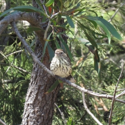 Pyrrholaemus sagittatus (Speckled Warbler) at Mount Majura - 27 Feb 2019 by KumikoCallaway